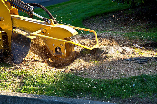Kalona, IA Tree Services Company